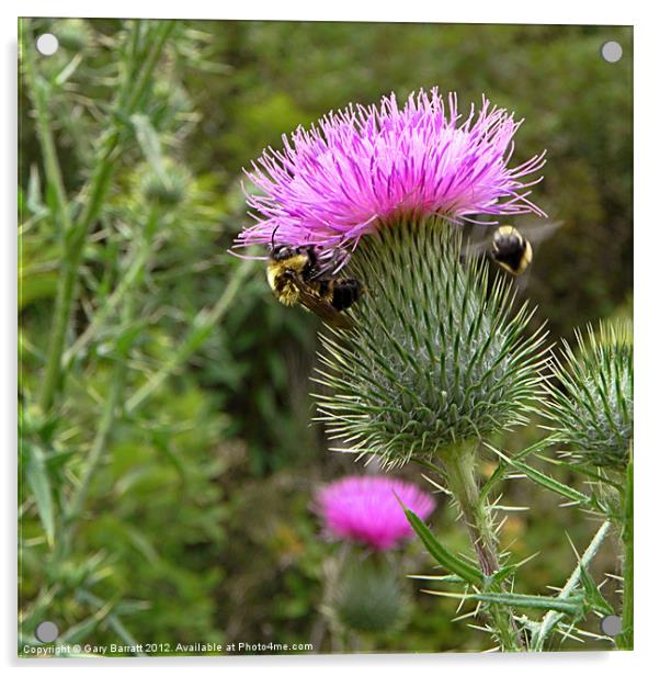 Great Two Bee Scots Acrylic by Gary Barratt