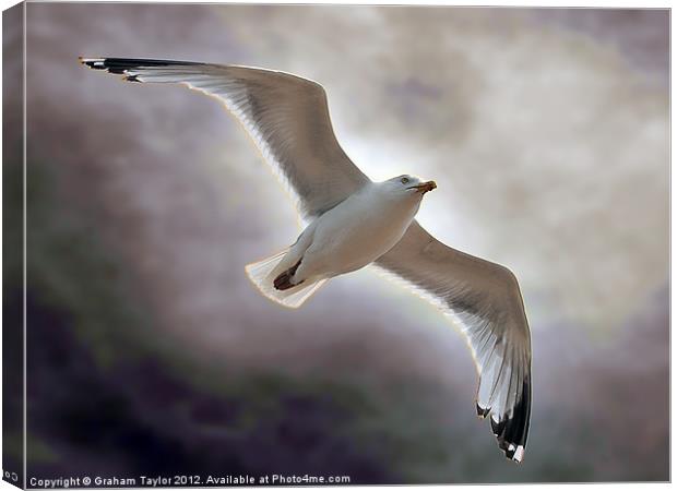 Majestic Seagull Soaring over Hastings Canvas Print by Graham Taylor
