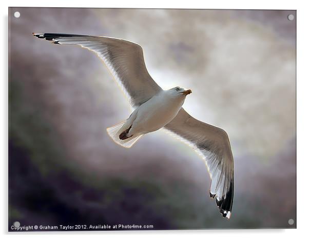 Majestic Seagull Soaring over Hastings Acrylic by Graham Taylor