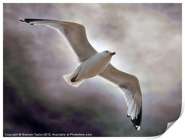 Majestic Seagull Soaring over Hastings Print by Graham Taylor