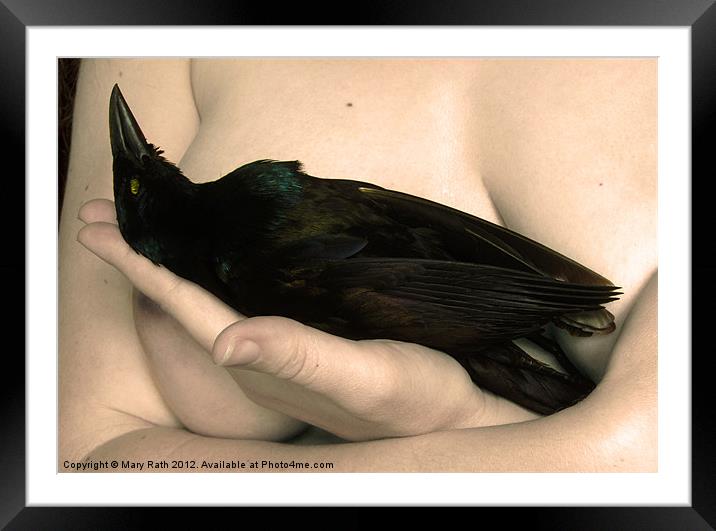 Portrait with Grackle Framed Mounted Print by Mary Rath