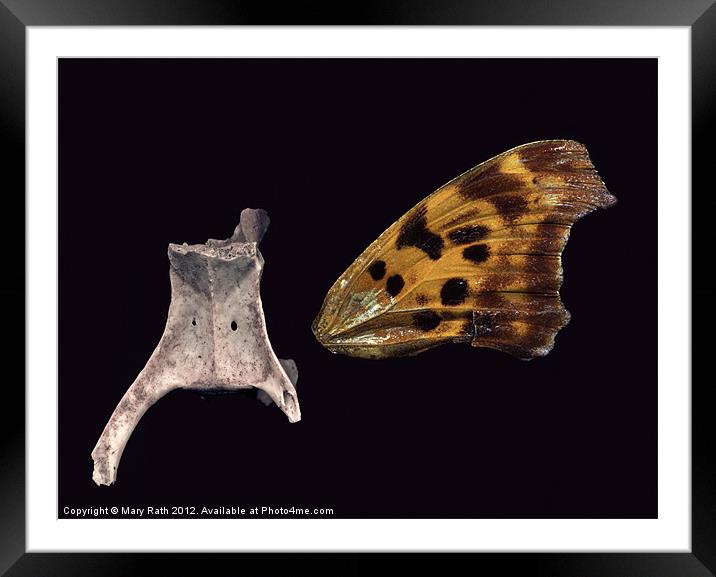 Backbone and Butterfly Wing Framed Mounted Print by Mary Rath