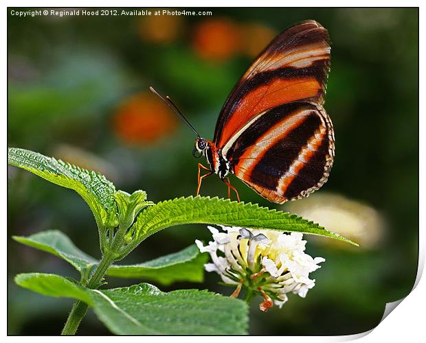 butterfly Print by Reginald Hood