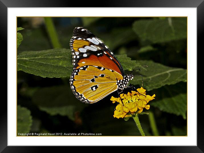 monarch butterfly Framed Mounted Print by Reginald Hood
