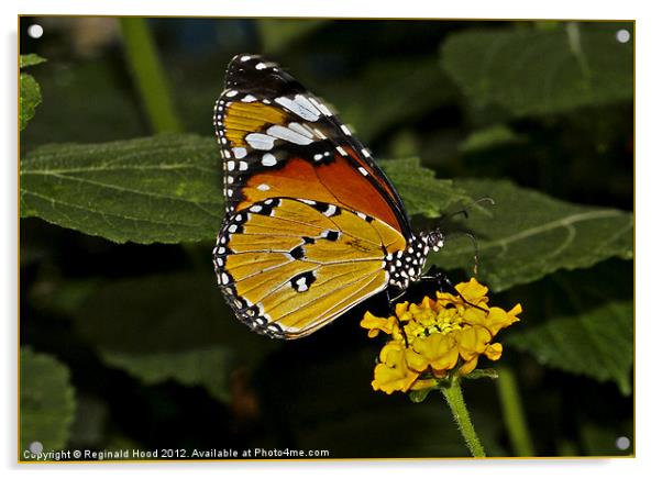 monarch butterfly Acrylic by Reginald Hood