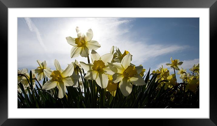 Spring in bloom Framed Mounted Print by Ian Middleton
