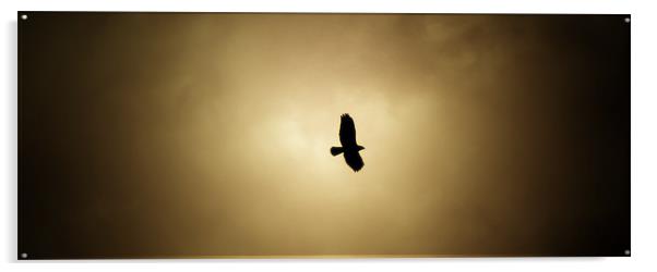Buzzard overhead 2 Acrylic by Kevin Dobie