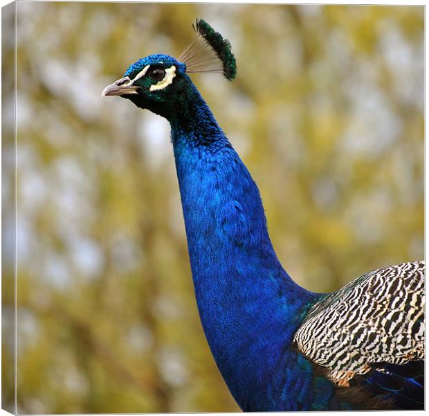 Peacock Portrait 2 Canvas Print by graham young
