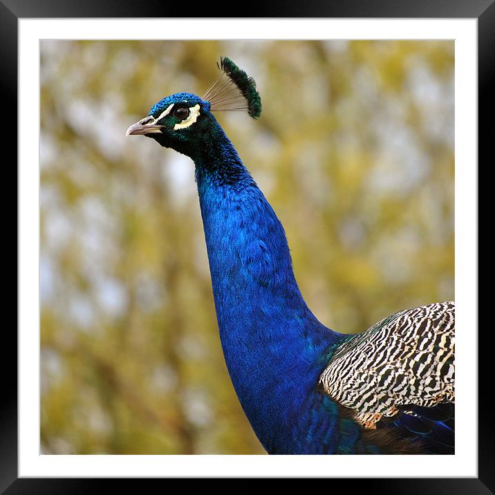 Peacock Portrait 2 Framed Mounted Print by graham young