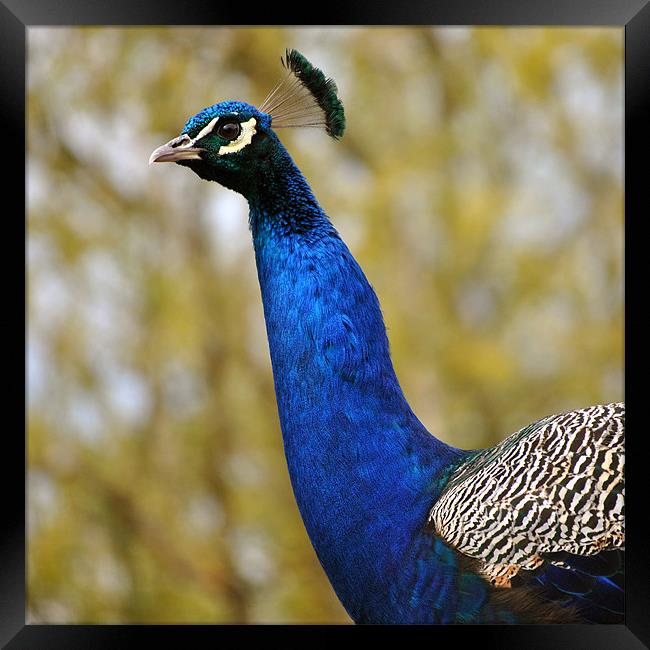 Peacock Portrait 2 Framed Print by graham young
