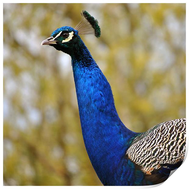 Peacock Portrait 2 Print by graham young