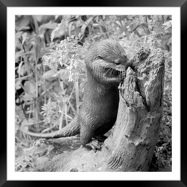 Curiousity! Framed Mounted Print by Julie Ormiston