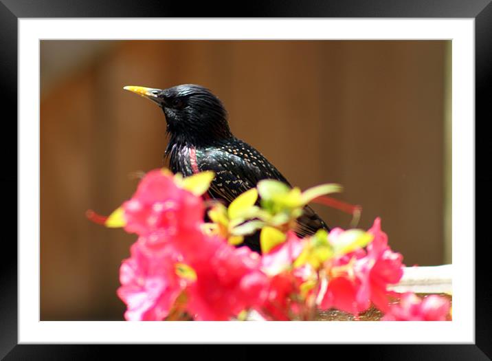 Starling Framed Mounted Print by mark philpott
