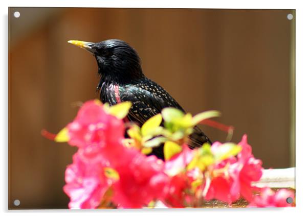 Starling Acrylic by mark philpott