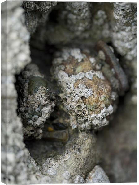 Barnacles on Rocks Canvas Print by J Lloyd