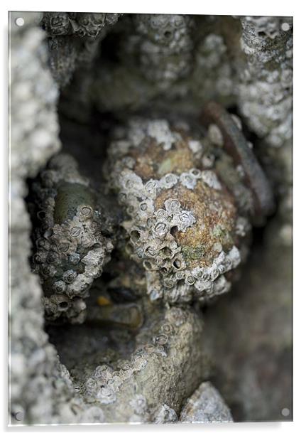 Barnacles on Rocks Acrylic by J Lloyd
