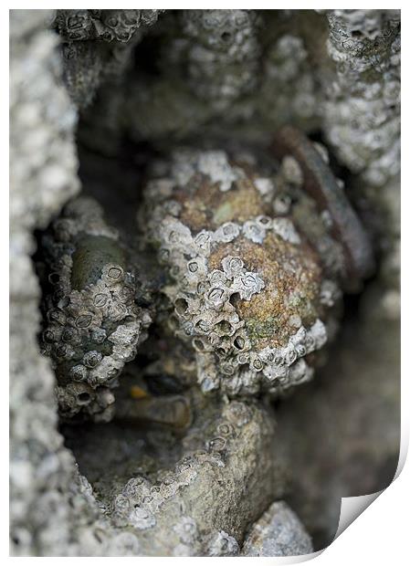 Barnacles on Rocks Print by J Lloyd