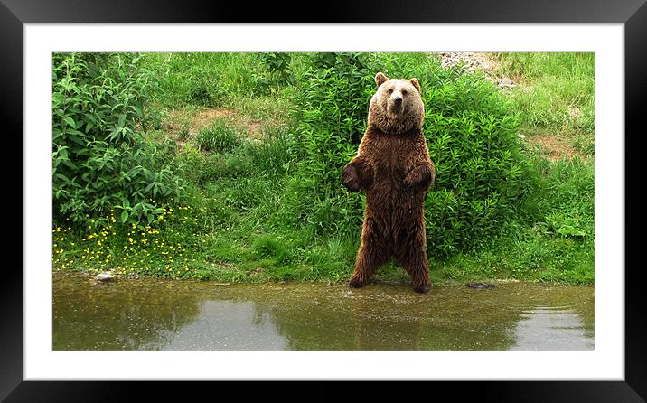 Standing tall Framed Mounted Print by barbara walsh