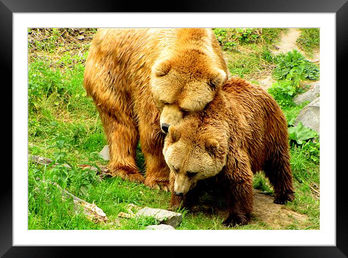 Bear Love Framed Mounted Print by barbara walsh