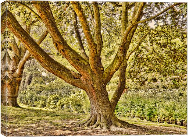 The Tree Canvas Print by Sharon Lisa Clarke