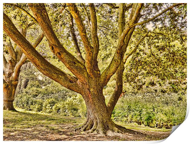 The Tree Print by Sharon Lisa Clarke