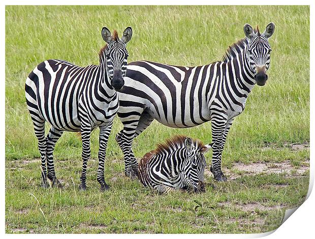 Zebra Family Print by Tony Murtagh