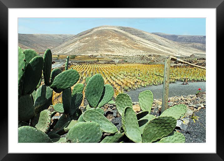Prickly pear Framed Mounted Print by Tony Murtagh