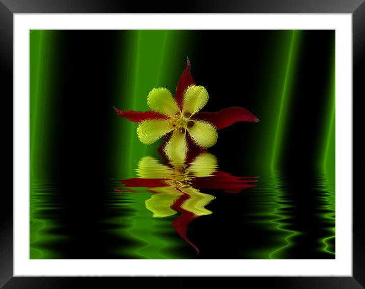 Dramatic Aquilegia Framed Mounted Print by Roger Green