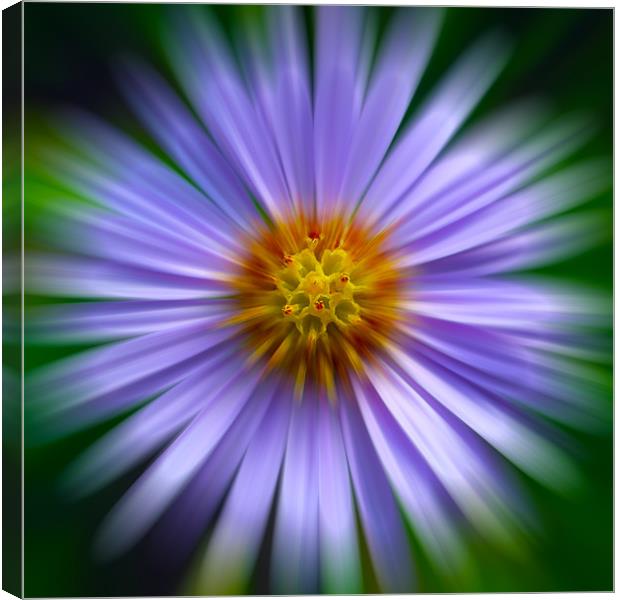 Aster Zoom Canvas Print by Roger Green