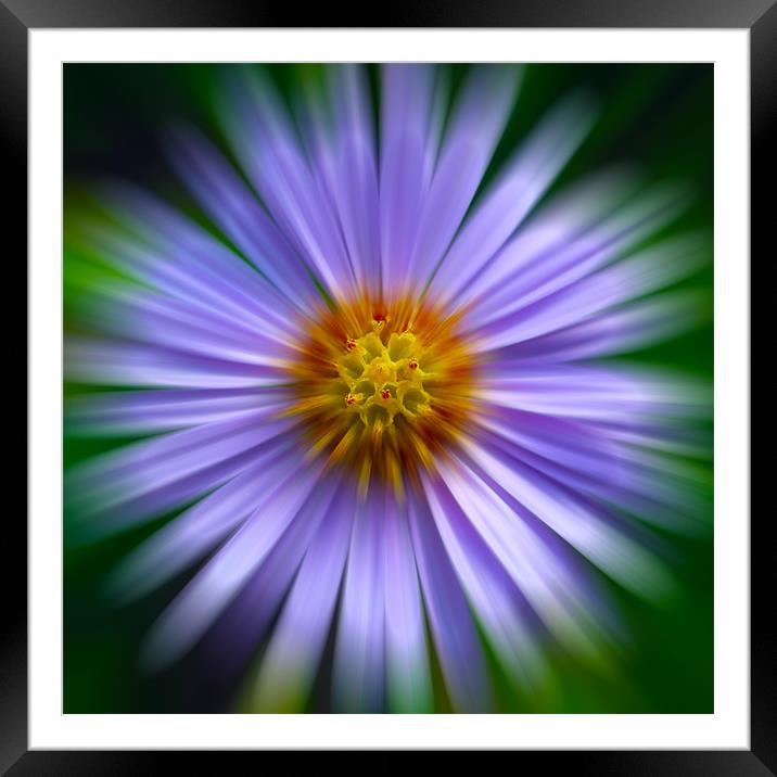 Aster Zoom Framed Mounted Print by Roger Green