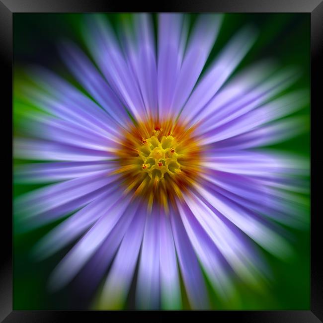 Aster Zoom Framed Print by Roger Green