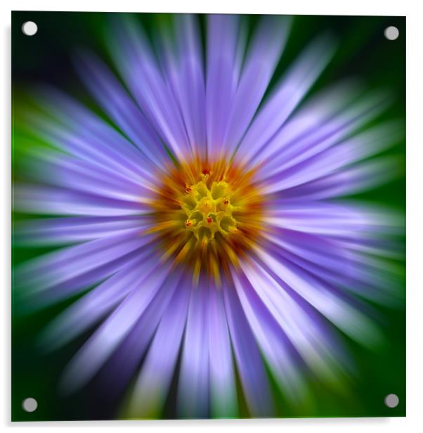 Aster Zoom Acrylic by Roger Green