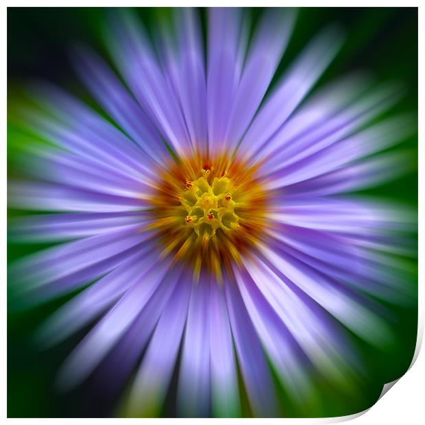Aster Zoom Print by Roger Green