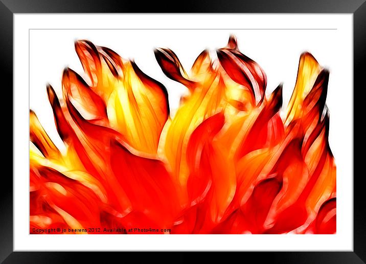 dahlia on fire Framed Mounted Print by Jo Beerens
