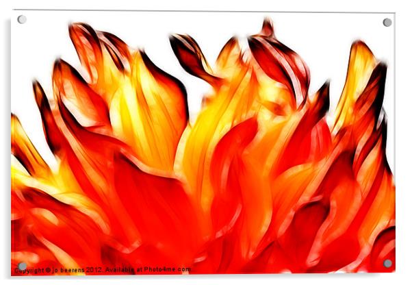 dahlia on fire Acrylic by Jo Beerens