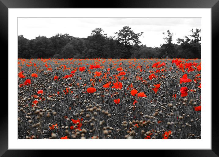 Poppy Field Framed Mounted Print by Stephen Vickery