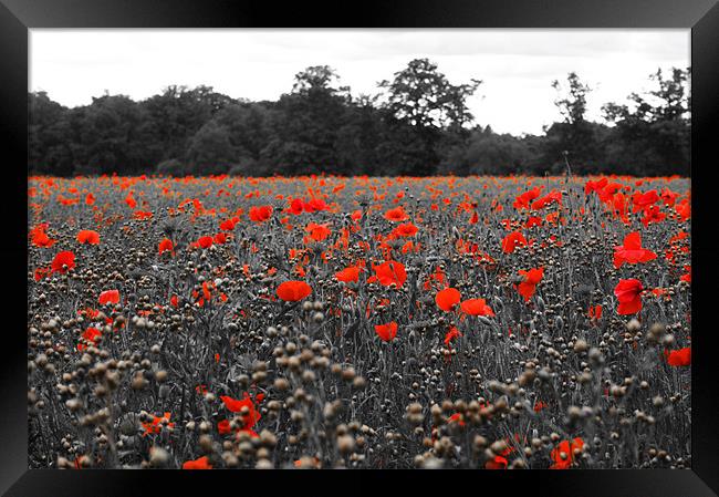Poppy Field Framed Print by Stephen Vickery