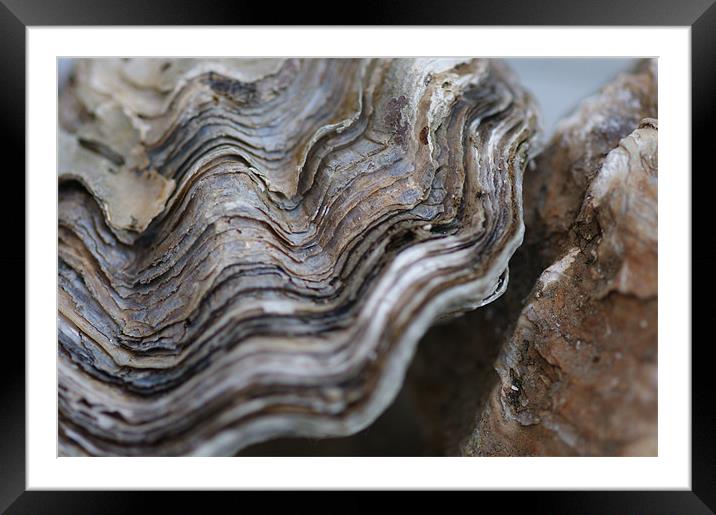 Oyster Framed Mounted Print by Rachael  Timms