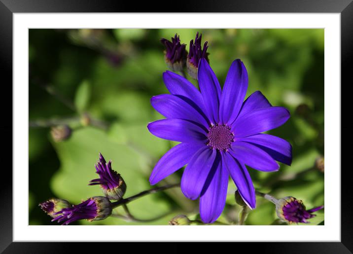 Purple Flower Framed Mounted Print by Rachael  Timms