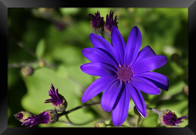 Purple Flower Framed Print by Rachael  Timms