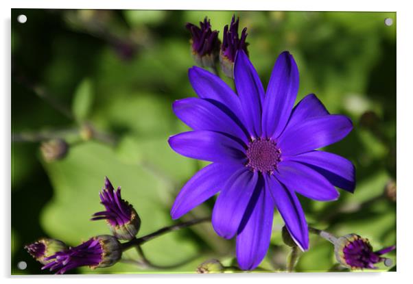 Purple Flower Acrylic by Rachael  Timms