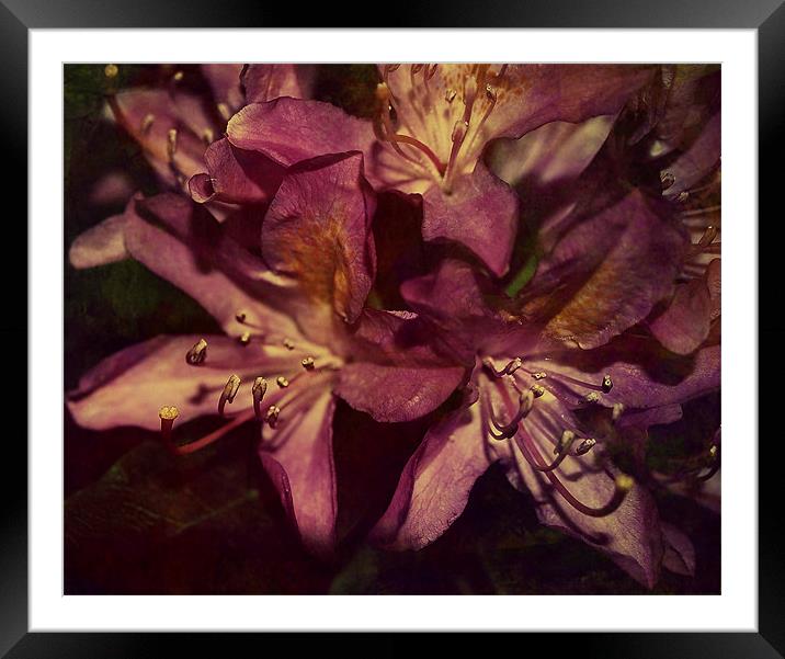 Rhododendron Florals. Framed Mounted Print by Rosanna Zavanaiu