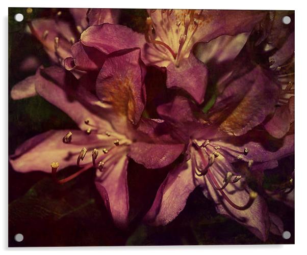 Rhododendron Florals. Acrylic by Rosanna Zavanaiu