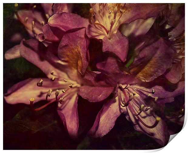 Rhododendron Florals. Print by Rosanna Zavanaiu