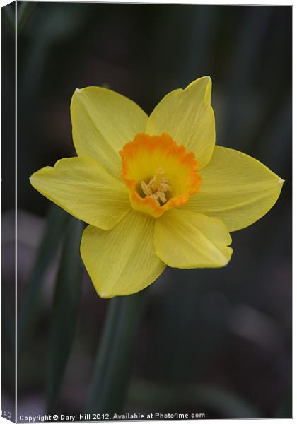 Orange Centered Yellow Daffodil Canvas Print by Daryl Hill