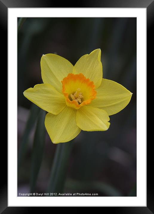 Orange Centered Yellow Daffodil Framed Mounted Print by Daryl Hill