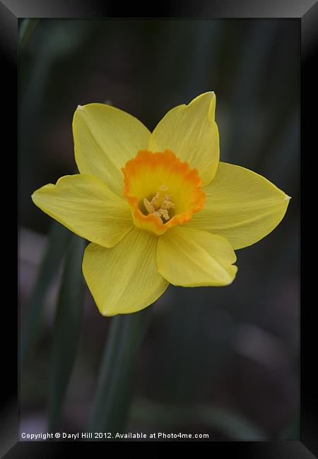 Orange Centered Yellow Daffodil Framed Print by Daryl Hill