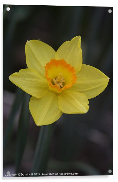 Orange Centered Yellow Daffodil Acrylic by Daryl Hill