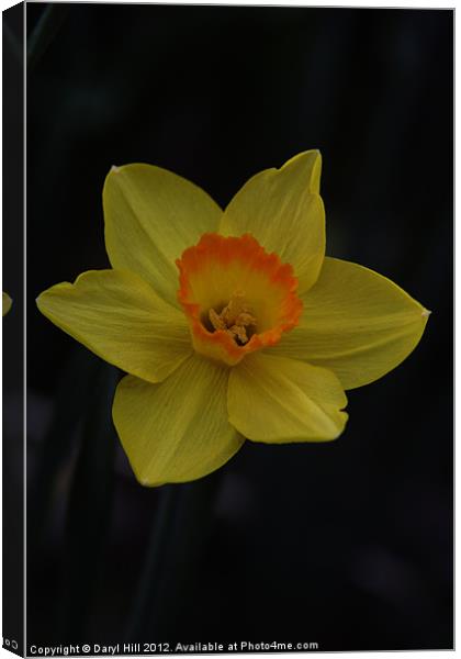 Orange Centered Yellow Daffodil Canvas Print by Daryl Hill