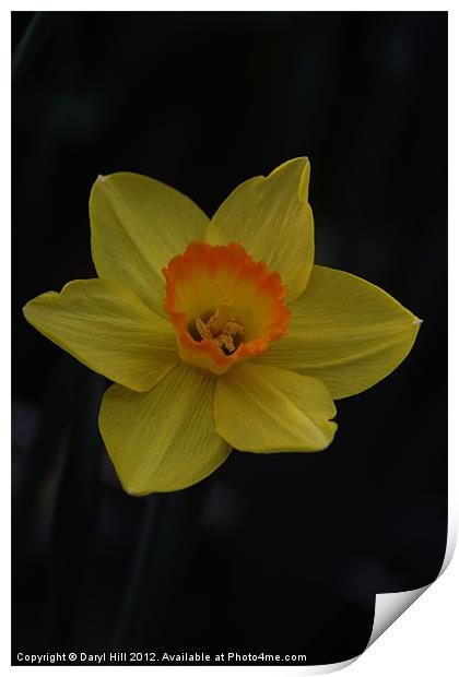 Orange Centered Yellow Daffodil Print by Daryl Hill